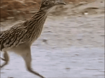 Bird Walking On Dirt Road GIF