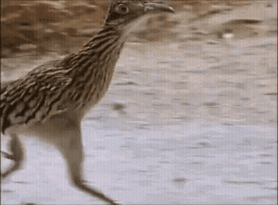 Bird Walking On Sand GIF