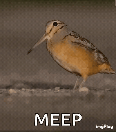 Bird Walking Saying Meep GIF