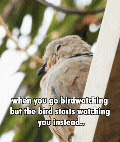 Bird Watching You Instead GIF