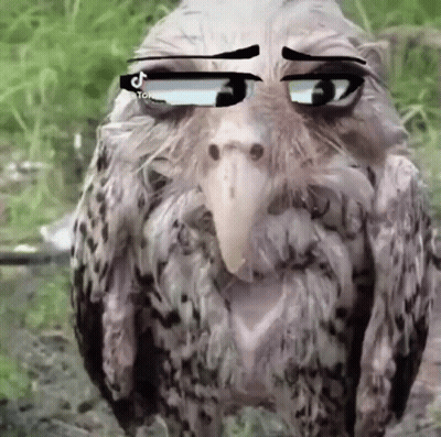 Bird Wearing Glasses Looking At Camera GIF