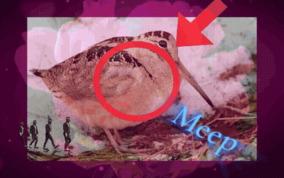 Bird With Arrow Pointing Saying Meep GIF