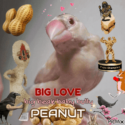 Bird With Big Love Big Beak Baby Bully Peanut GIF