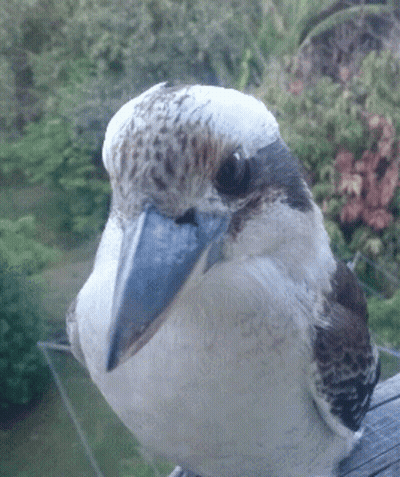 Bird With Blue Beak Sitting On Wooden Railing GIF