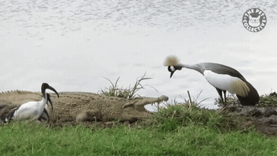 Bird With Crown Next To Crocodile Pets Collection GIF
