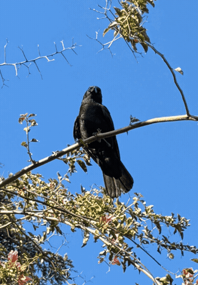 Bird With Gib Peanuts GIF