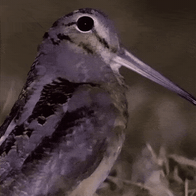 Bird With Long Beak Looking At Camera GIF