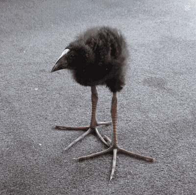 Bird With Long Legs And White Beak GIF