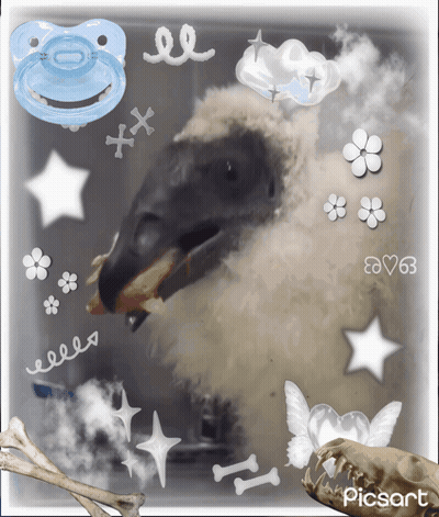 Bird With Pacifier And Skull GIF