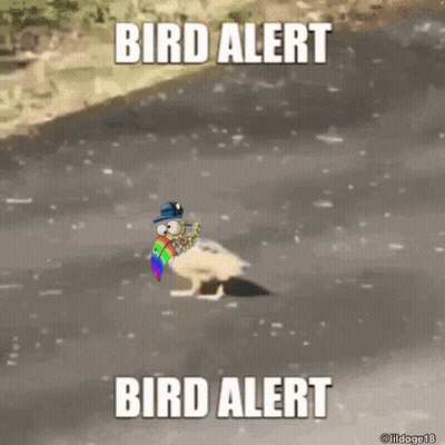 Bird With Rainbow In Beak Walking Down Road Saying Bird Alert GIF