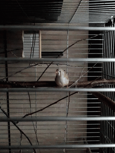 Bird With Red Beak Sitting On Branch In Cage GIF