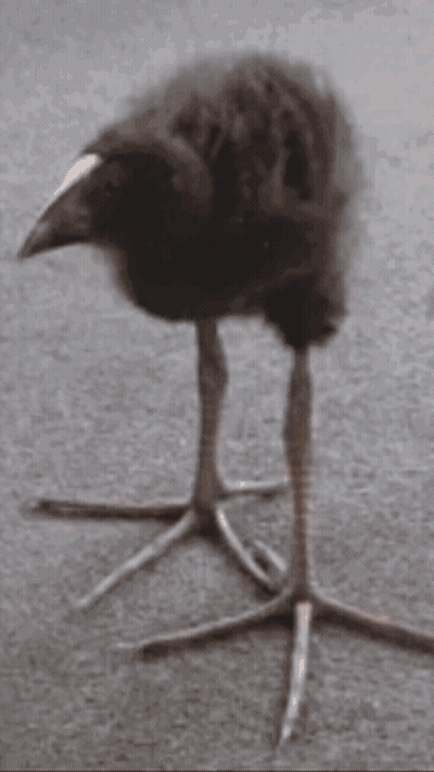 Bird With Two Birds On Top GIF