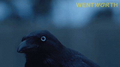 Bird With Wortwood Text GIF