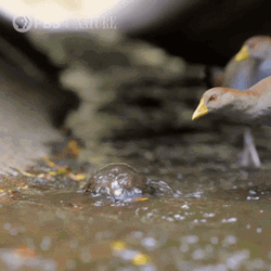 Birds And Platypus GIF