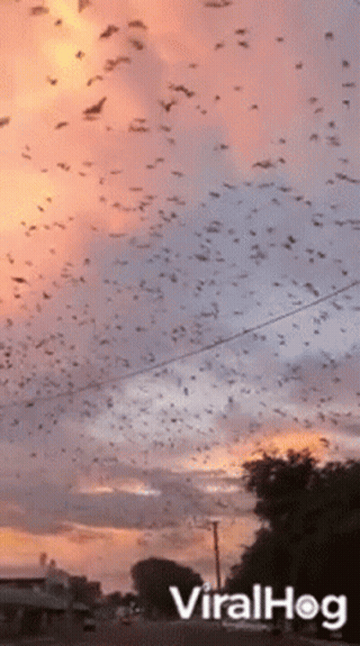 Birds Flying In Sky With Viralhog GIF
