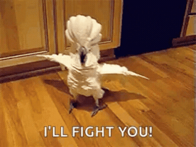 Birds Getting Into A Fight GIF