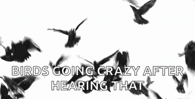 Birds Going Crazy GIF
