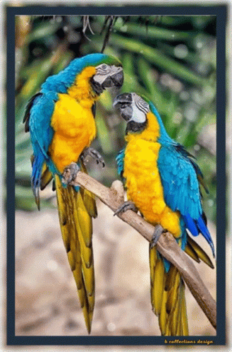 Birds Morning GIF