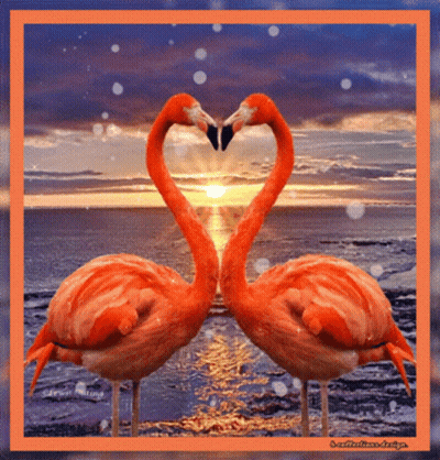 Birds Morning GIF