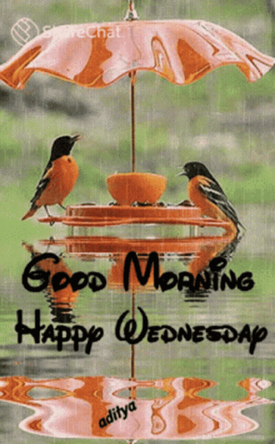 Birds On Bird Feeder Under Umbrella Saying Good Morning Happy Wednesday GIF