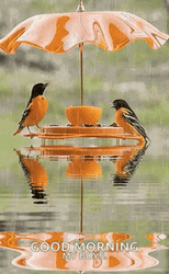 Birds Rainy Good Morning GIF
