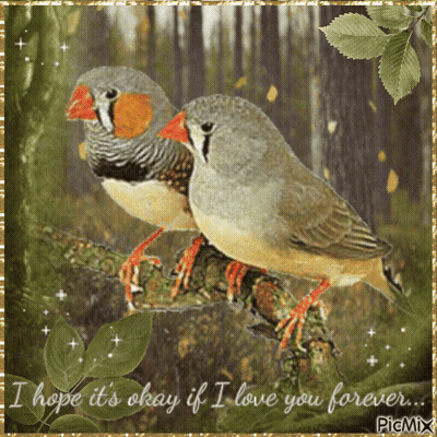 Birds Saying I Hope It's Okay If I Love You Forever GIF