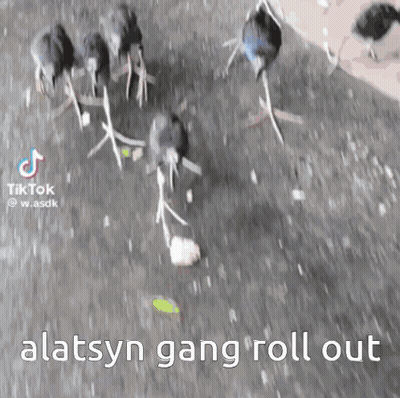Birds Walking Down Street Alatsyn Gang Roll Out GIF