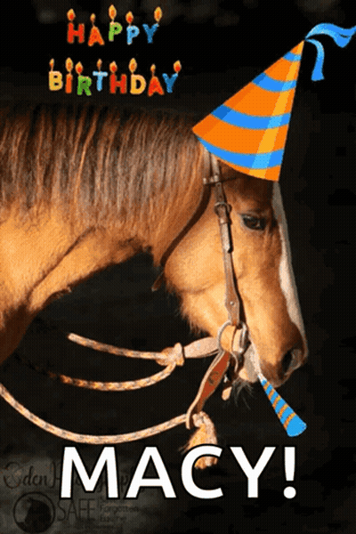 Birthday Card Horse Wearing Party Hat Macy GIF