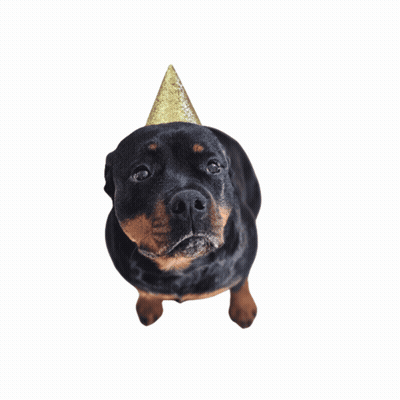 Birthday Card With Dog Wearing Party Hat Saying Happy Birthday GIF