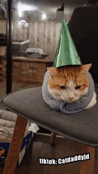 Birthday Cat Green Glittery Hat  GIF