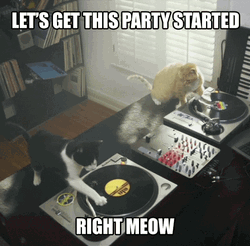 Birthday Cat Let's Get The Party Starting