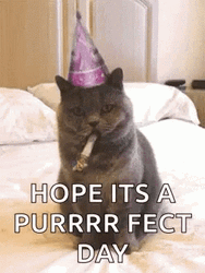 Birthday Cat Purrrr Fect Day Celebration