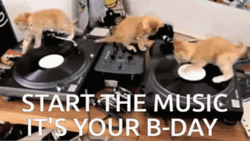 Birthday Cat Start The Music