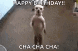 Birthday Dance Cute Dog Chacha GIF