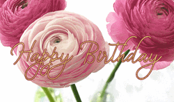 Birthday Flowers Pink Roses Greetings GIF