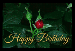 Birthday Flowers Red Roses Bloom GIF