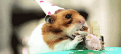 Birthday Hamster Eating Cake GIF