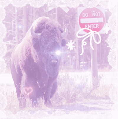 Bison At Do Not Enter Sign GIF