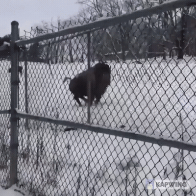 Bison Behind Chain Link Fence Kapwing GIF
