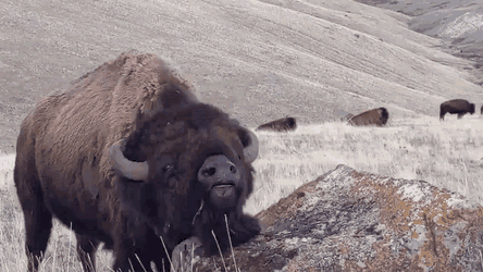 Bison Buffalo GIF