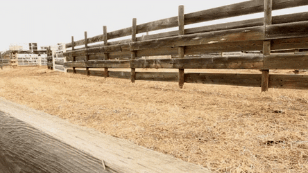 Bison Chased By Cowboys GIF