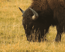Bison Eating Grass On Field GIF