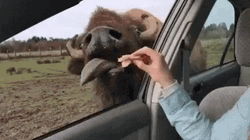 Bison Feeding Tongue Out GIF