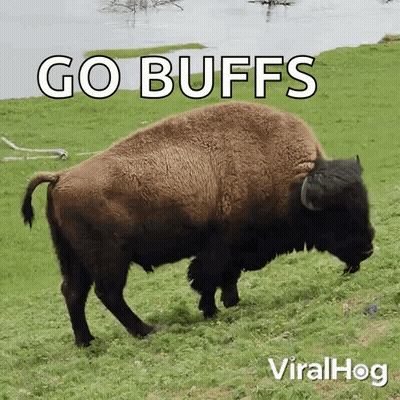 Bison In Grassy Field With Go Buffs GIF