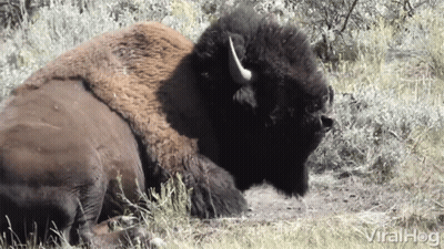 Bison Laying In Grass Saying Viralhog GIF