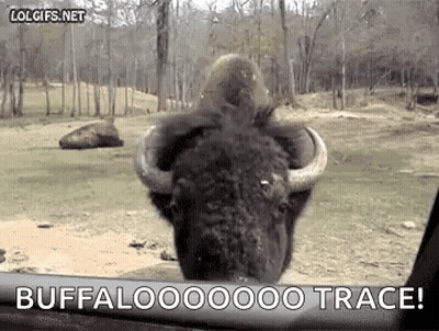 Bison Looking Out Car Window Saying Buffalo Trace GIF