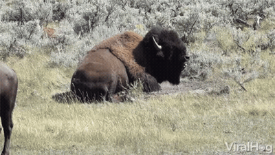 Bison Lying In Grassy Field GIF