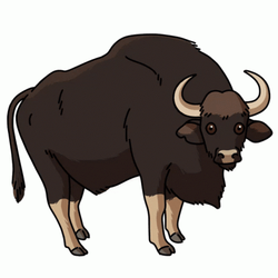 Bison Nodding Head Agreeing GIF