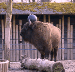 Bison Playing Hanging Ball GIF