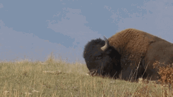Bison Rubbing Body On Land GIF